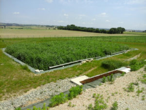 Vue végétale des filtres plantés de roseaux